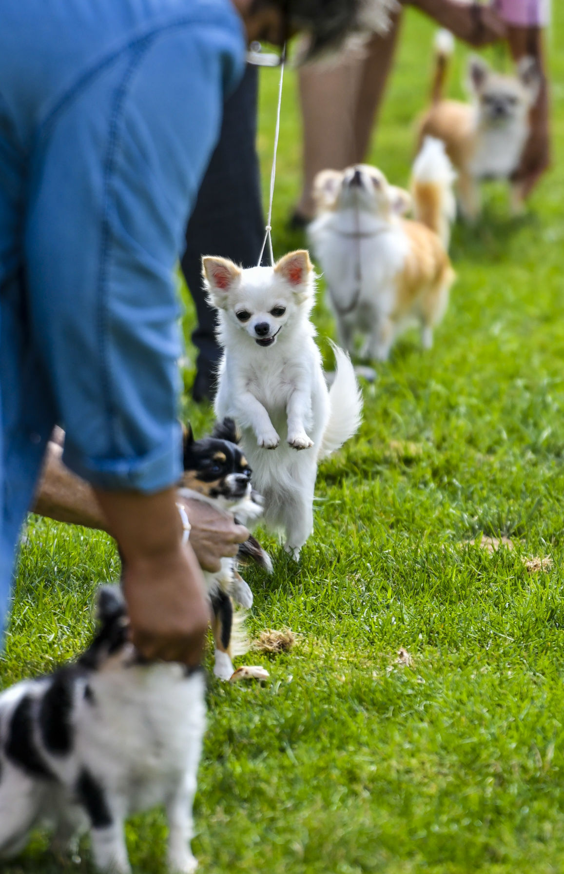 073121 Dog show 06.JPG